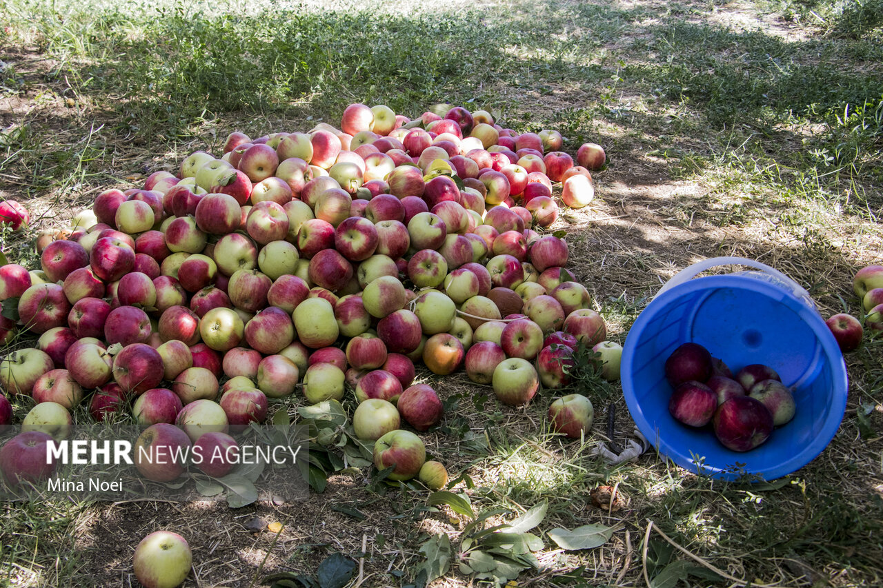 دنیایی از ظرفیت کشاورزی در خراسان شمالی/ مسیر سنتی باید تغییر کند