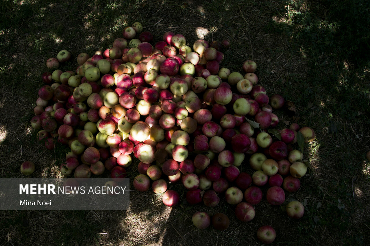 پای کشاورزی روی گلوی خشکیده دریاچه ارومیه