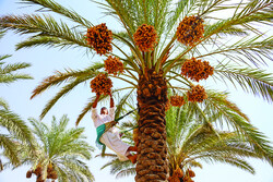 Shadegan dates harvesting kicks off