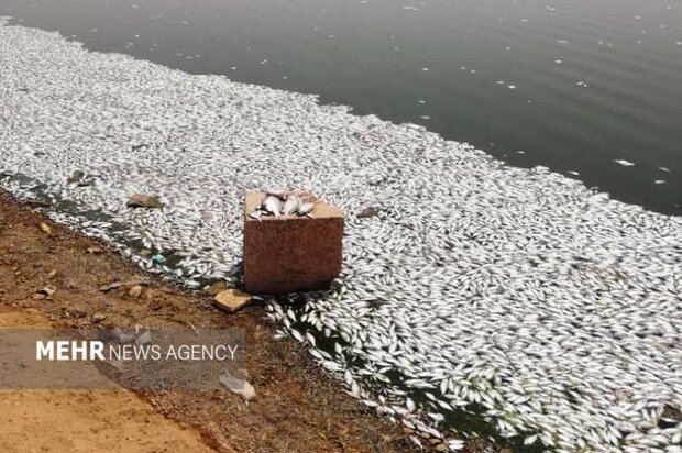 علت مرگ ماهی‌ها در منطقه حفاظت‌شده دز تشریح شد
