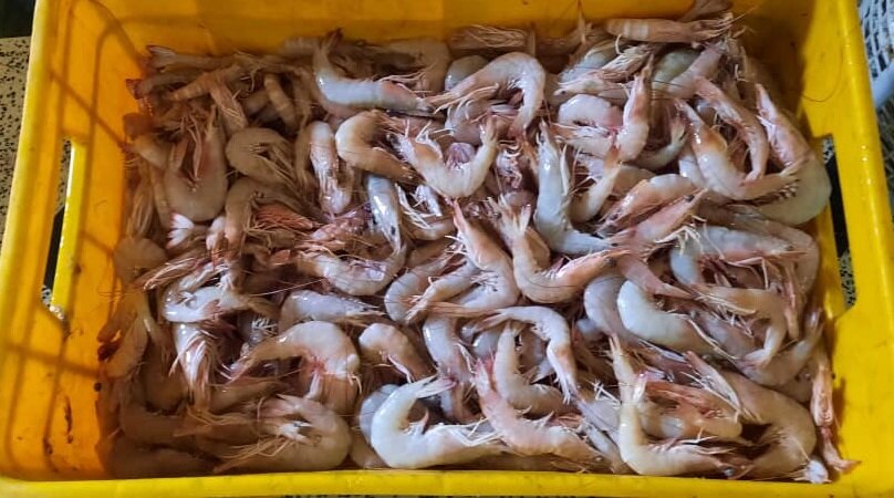 سفره ساحلنشینان خالی از ماهی و میگو/ قیمت آبزیان پر کشید