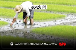 دوراهی معیشت و منابع ملی/ برنج شاهرگ حیاتی گلستان را خشک می کند