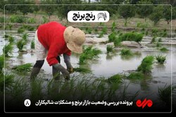 کشاورز دغدغه تامین آب دارد/ آب منطقه‌ای گیلان: مشکل آب نداریم