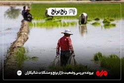 «خشکه کاری برنج» راهی برای دور زدن خشکسالی در گلستان