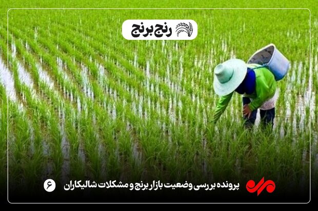 شالیزارهای گیلان خشک و تشنه/ کشاورز: آب عادلانه توزیع شود