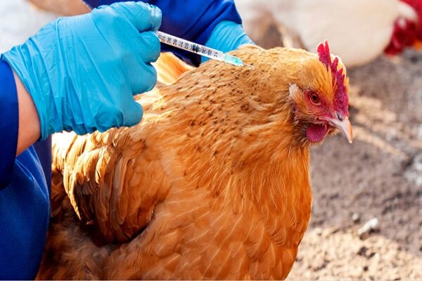 آغاز واکسیناسیون ۷۵۰ هزار قطعه پرنده بومی در برابر بیماری نیوکاسل