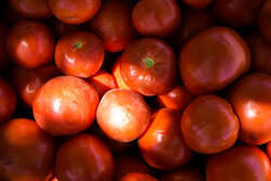 تمدید عوارض ۷۰ درصدی صادرات گوجه فرنگی تا پایان سال