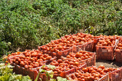 افت شدید قیمت گوجه‌فرنگی در فصل برداشت/ کشاورزان منتظر حمایت دولت هستند