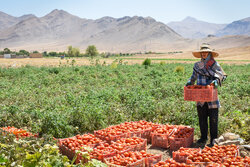 صادرات گوجه فرنگی و پیاز مشمول عوارض شد