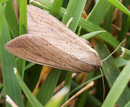 مروری بر شرایط گنجینه هیرکانی/ میراث جهانی بی صدا جان میدهد