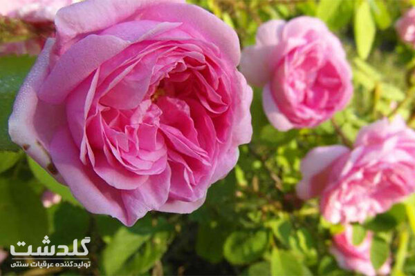 آشنایی با خواص گیاهان دارویی