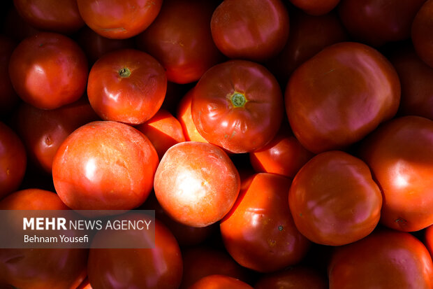 تمدید عوارض 70 درصدی صادرات گوجه فرنگی تا پایان سال