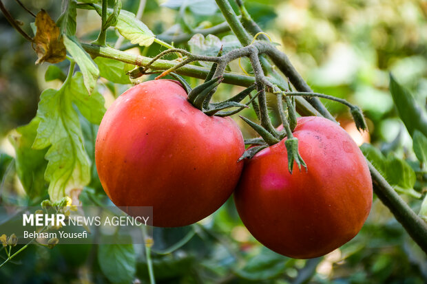 ساز گوجهکاران بوشهری کوک نیست/ عدم تناسب هزینههای تولید و فروش