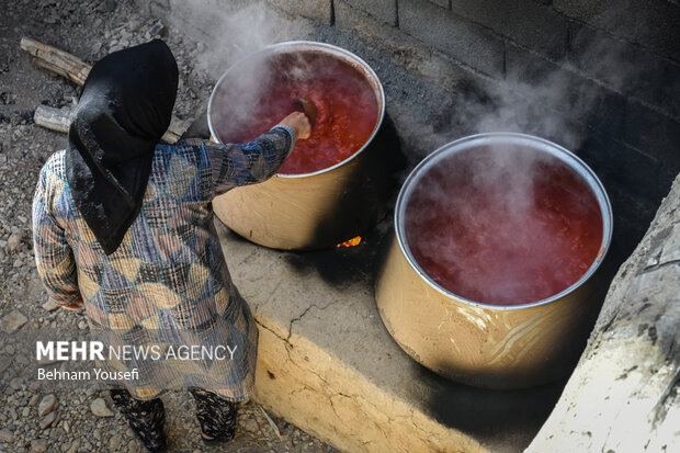 برداشت و پخت رب گوجه فرنگی