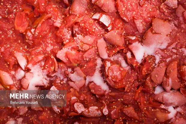برداشت و پخت رب گوجه فرنگی