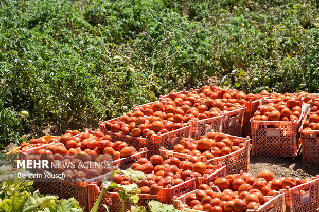 کشت گوجه فرنگی با پوشش ۹٠ هکتار در کهگیلویه محقق شد