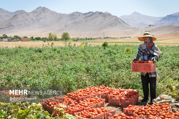 صادرات گوجه فرنگی و پیاز مشمول عوارض شد 