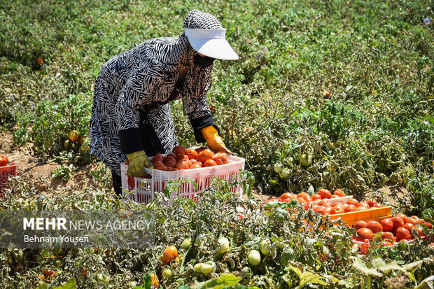 افت قیمت گوجه‌فرنگی در فصل برداشت/کشاورزان منتظر حمایت دولت هستند