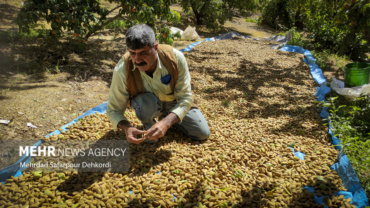 بادام مامایی؛ بهنام بام ایران و به کام هندیها
