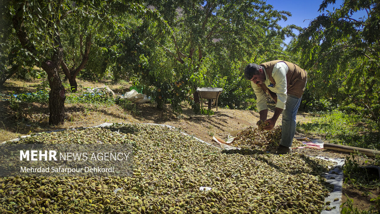 بادام مامایی؛ بهنام بام ایران و به کام هندیها