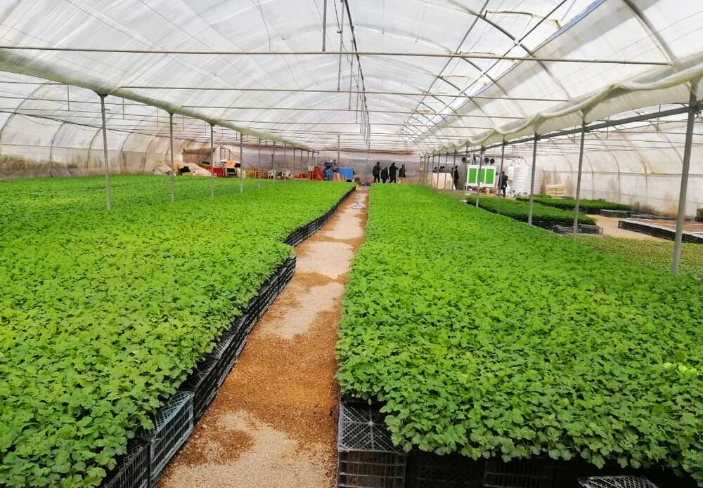 افتتاح یک واحد گلخانه‌ای در پلدختر