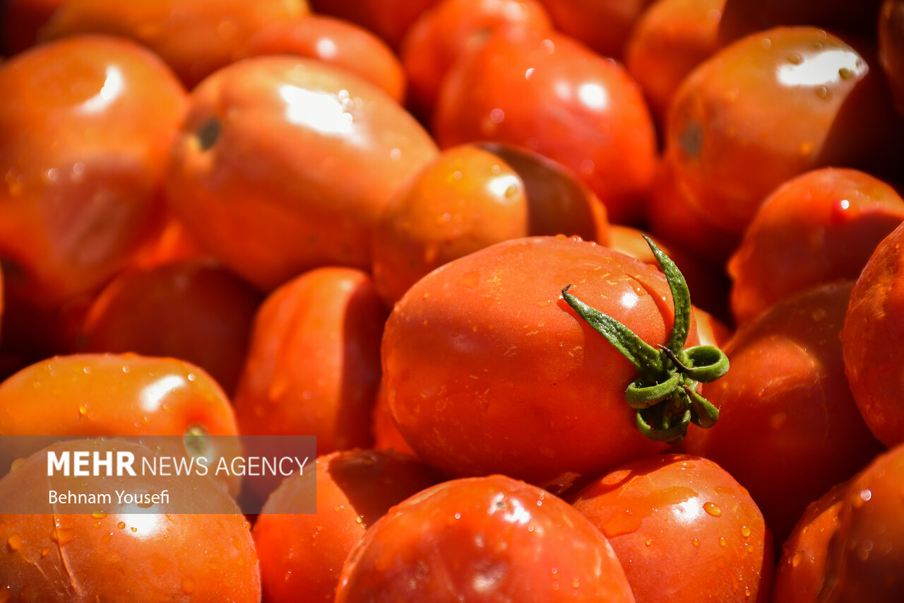 عرضه مستقیم گوجه‌فرنگی بوشهر در بازارهای میوه و تره‌بار تهران