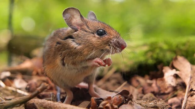 نخستین موش کاملا مهندسی شده جهان در چین تولید شد
