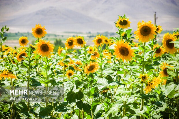 چشم اندازی زیبا از مزرعه آفتابگردان