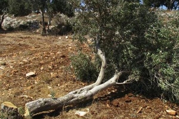 نظامیان صهیونیست‌ ۱۰۰ اصله درخت زیتون را ریشه‌کن کردند+فیلم