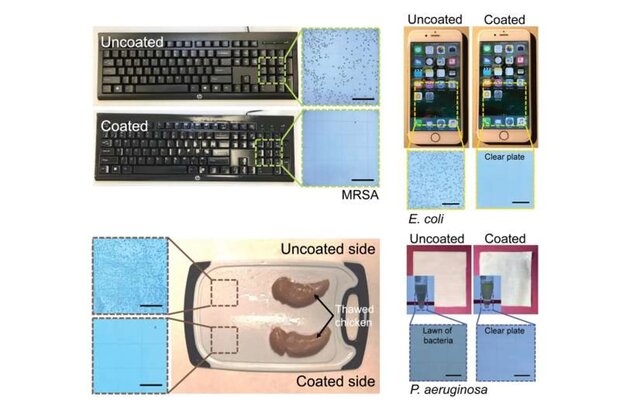 پوشش روغن «درخت چای» ویروس کرونا را تا ۶ ماه از بین می برد