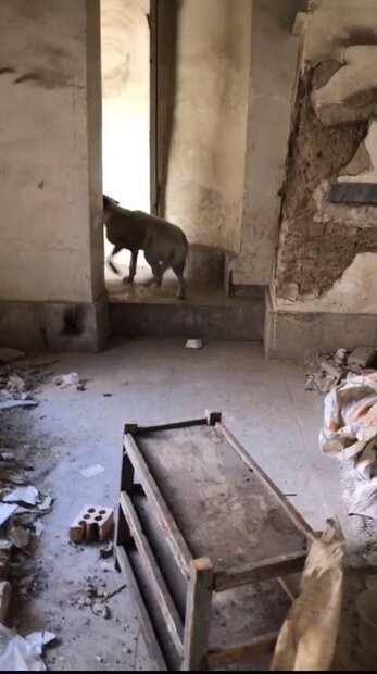 خانه پدری جلال آل احمد از ۹۸ تا ۱۴۰۱/ زمان بهره برداری فرارسید!