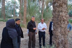 جایگزینی نخلستان‌های فرسوده استان بوشهر در دستور کار است