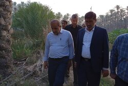 صنایع تبدیلی و تکمیلی خرما در استان بوشهر توسعه یابد