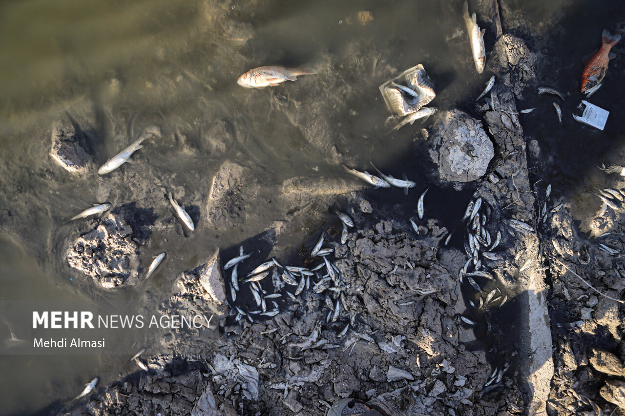 آب کُلردار تصفیه خانه عامل مرگ گسترده ماهیان رودخانه پلرود شد آب کُلردار تصفیه خانه عامل مرگ گسترده ماهیان رودخانه پلرود شد