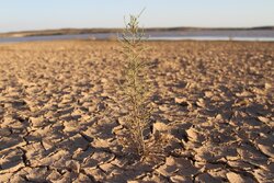 خسارت ۵۶۰ میلیارد ریالی خشکسالی به کشاورزی اردبیل