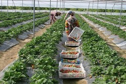 بیش از ۹۰ درصد از صادرات محصولات سبزی و صیفی کشور گلخانه‌ای است/ ۲۳ هزار هکتار گلخانه فعال در ایران