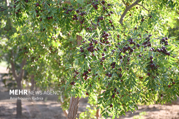 «عنابستان»های الیگودرز ذخایر ژنتیکی لرستان