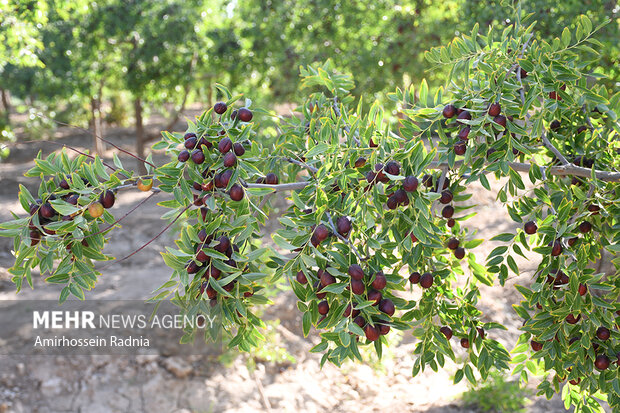 «عنابستان»های الیگودرز ذخایر ژنتیکی لرستان