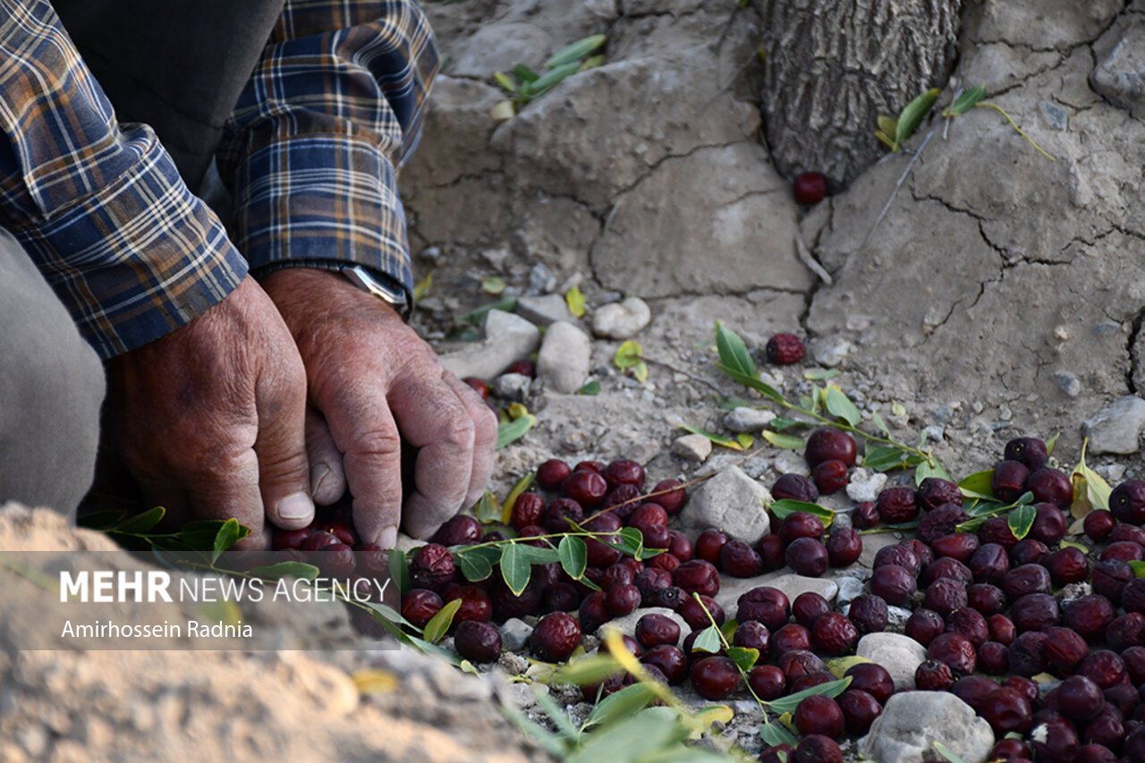 پایتخت انحصاری عناب در سوگ فرآوری/ سود یاقوت کویر در جیب دلالان