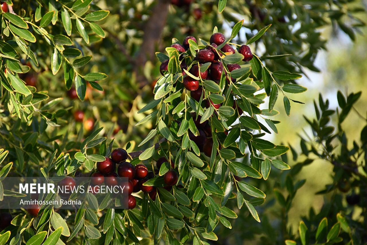 پایتخت انحصاری عناب در سوگ فرآوری/ سود یاقوت کویر در جیب دلالان