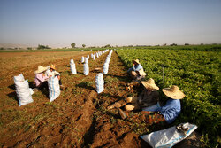 کشت سیب زمینی توسط کشاورزان غیربومی تعادل بازار را به هم می زند