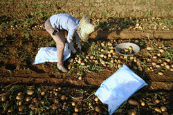 هزینه ۲۰۰۰ میلیارد تومانی سیب‌زمینی‌کاران اردبیل در تهیه بذر با کیفیت