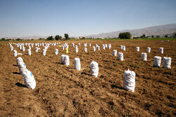 ممنوعیت کشت سیب‌زمینی در کوهدشت/ با کشاورزان متخلف برخورد می‌شود