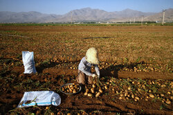 ۲۲۰ هزار تن سیب‌زمینی از مزارع چهارمحال و بختیاری برداشت می‌شود