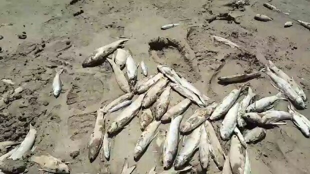 ماجراهای کشکان در تابستان/ تشنگی مردم و ماهی و محصولات کشاورزی!