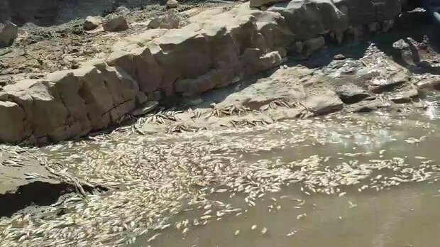 ماجراهای کشکان در تابستان/ تشنگی مردم و ماهی و محصولات کشاورزی!