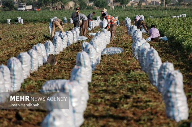نمایندهای را راهی مجلس میکنیم که به مشکلاتمان رسیدگی کند