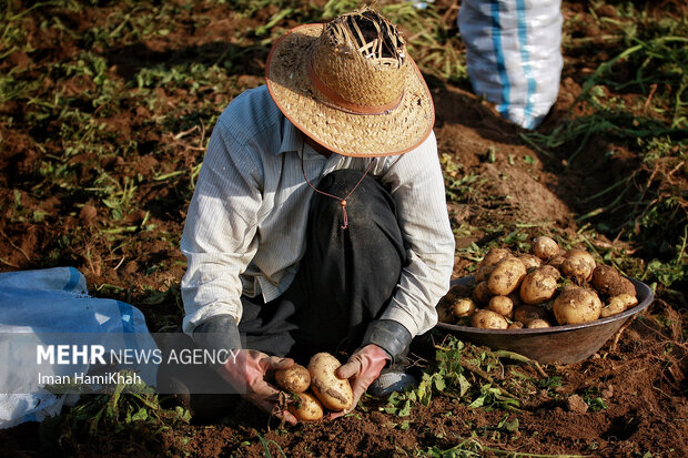 زارعان غیربومی در میدان قمار سیب زمینی/ الگوی کشت لگدمال می شود