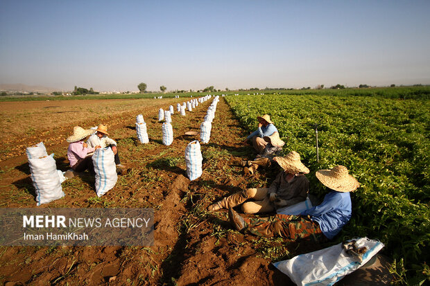 صادرات سیب‌زمینی از هفته آینده آغاز می‌شود/ استقلال بانک مرکزی