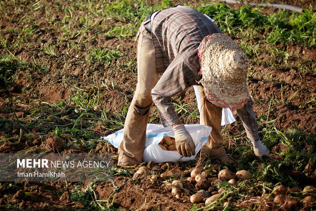 کاستیهای زنجیره تامین سیب زمینی در کرمانشاه؛ کاهش تولید علت افزایش قیمت
